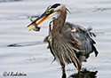 Ardea herodias